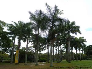PGM 01.jpg